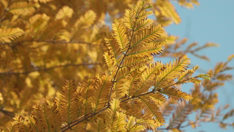 Close-Shot-Of-Metasequoia-Tree-Foliage-During-Autumn-Season