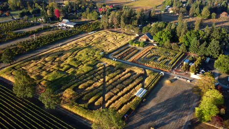US,-Oregon,-Phoenix---Drone-orbit-of-Pheasant-Fields-Farm's-Corn-Maze-set-up-for-the-fall-Harvest-Festival