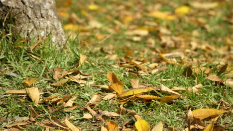 Gelbe-Und-Braune-Blätter-Im-Herbst-Auf-Dem-Boden