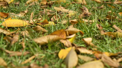 Herbsttrockene-Blätter-Fallen-Auf-Den-Grasbewachsenen-Boden-Im-Park
