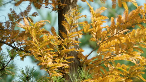 Metasequoia-Baum-Mit-Goldbraunen-Blättern-Während-Der-Herbstsaison