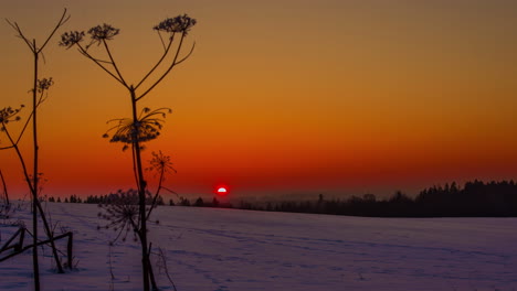 Frozen-Queen-Anne's-lace-in-the-foreground-of-a-snowy-field-during-a-golden-sunset---time-lapse