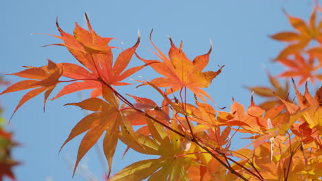 Tracking-shot-along-vibrant-orange-maple-leaves-in-full-autumn-color