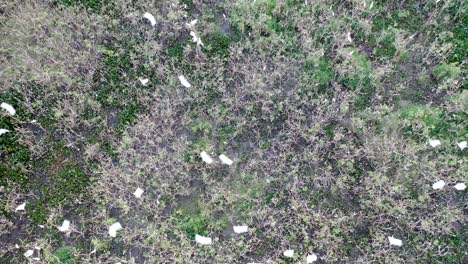 drone-view-of-flocks-of-herons-in-dormitory,-birds,-wild-animals