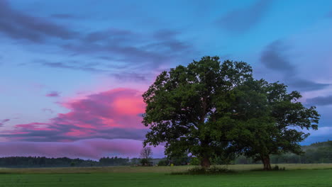 Majestätischer-Rosa-Sonnenuntergangswolkenzeitraffer-Mit-Großem-Baum-Im-Feld-In-Der-Landschaft