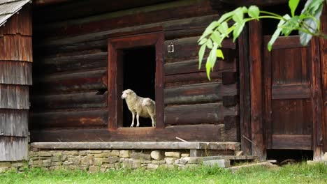 Ein-Großes-Schaf-Und-Ein-Kleines-Schaf-Lugen-In-Zeitlupe-Aus-Der-Tür-Zu-Einer-Hölzernen-Scheune-Auf-Einem-Ruhigen-Bauernhof