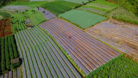Aerial-orbit-shot-of-farmers-working-on-colorful-plantation-fields-in-sunlight---Indonesia,Asia