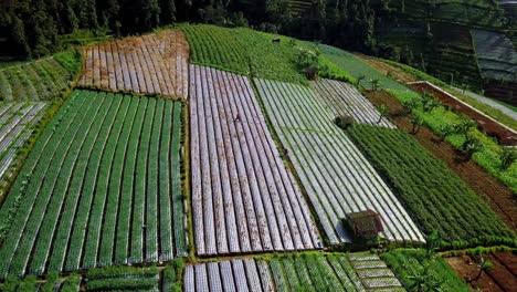 Aerial-footage-of-fertil-vegetable-plantation-with-a-farmer-is-work-hoeing-on-it