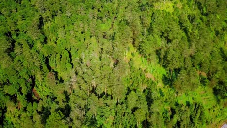 Aerial-top-down-shot-of-dense-forest-on-slope-beside-vegetated-plantation-in-sun