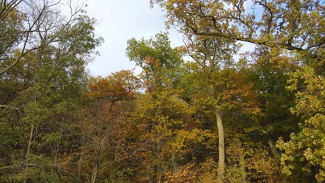Blick-Auf-Bunte-Baumwipfel-Im-Herbst