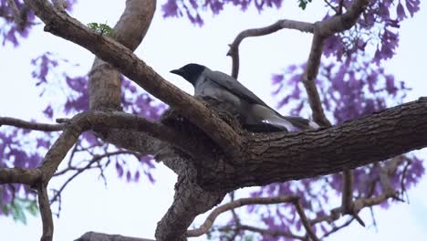 Protected-passerine-species,-black-faced-cuckooshrike,-coracina-novaehollandiae-native-to-Australia,-mother-and-its-baby-chick-spotted-nesting-on-jacaranda-tree-in-spring-breeding-season