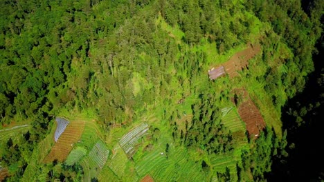 Backward-drone-video-of-hill-with-terraced-plantation-with-dense-trees-of-forest---Tropical-vegetation-on-the-slope-of-mountain