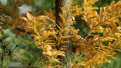 Metasequoia-Baum-Mit-Herbstlichen-Blättern,-Die-Sich-In-Einem-Sanften-Wind-Wiegen
