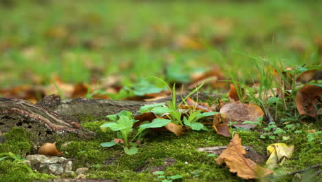 Fallen-Dry-Autumn-Leaves-On-The-Green-Mossy-Forest-Ground