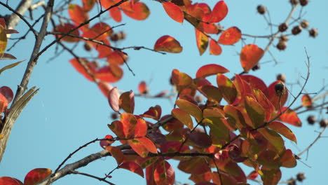 Low-angle-tracking-shot-looking-up-at-colorful-red-autumn-foliage-against-blue-sky