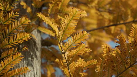 Close-Up-View-Of-Dawn-Redwood--During-Autumn.