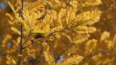 Metasequoia-Baum-Mit-üppigem-Laub-Während-Der-Herbstsaison