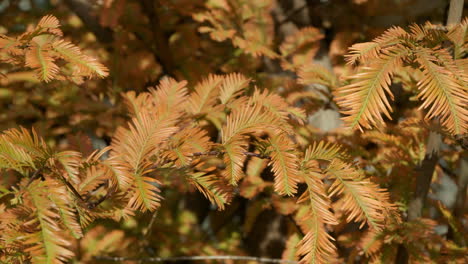 Sunlight-On-Bright-Color-Foliage-Of-Metasequoia-Trees-During-Autumn-Season