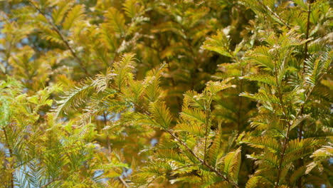 Bright-Sunlight-With-Metasequoia-Tree-Foliage-In-Autumn-Season