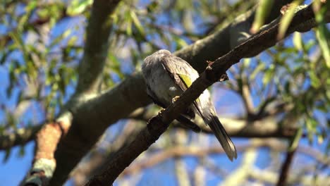 Wild-noisy-miner,-manorina-melanocephala-swooping-down-by-an-aggressive-bird-species,-fell-off-the-tree-branch-in-its-natural-habitat-during-spring-breeding-season
