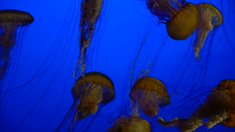 Jellyfish,-Pacific-Sea-Nettles-Underwater
