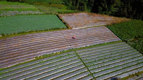 Orbit-Drone-footage-of-lush-terraced-vegetable-plantation-with-a-farmer-working-on-it