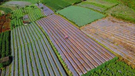 Orbit-drone-shot-of-a-farmer-work-hoeing-on-terraced-vegetable-plantation-,Beautiful-pattern-of-vegetable-plantation-in-row