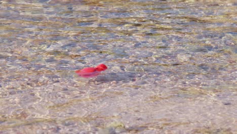 Plastic-red-plastic-debris-floating-in-water-being-take-by-current,-slowmotion
