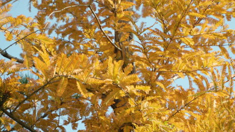 Tilt-Down-Through-Dawn-Redwood-Tree--With-Autumnal-Foliage