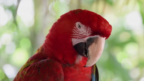 Kopf-Eines-Bunten-Papageis,-Philippinen