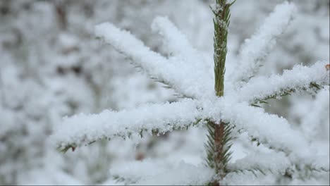 Spruce-branches-beautifully-snowed-in-the-forest