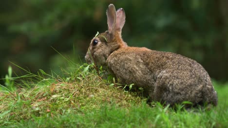 Conejo-Relajado-Pero-Cauteloso-Pastando-En-Hierba-Exuberante-Mientras-Observa-Los-Alrededores