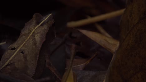 The-backside-of-a-brown-amazonian-horned-frog-sits-still-on-top-of-the-leaves-of-the-dark-jungle-ground,-pan-shot