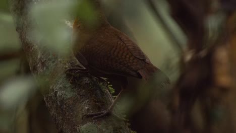 A-musician-wren-bird-is-seen-perched-on-a-branch-in-the-foliage-of-a-tree-and-then-flies-away,-follow-shot
