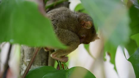 Little-tarsier-on-a-Philippines-island