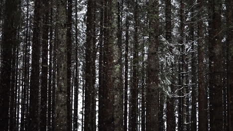 Snowing-in-slow-motion-in-woods