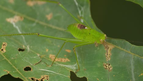 Green-Bush-cricket-sits-on-a-leaf-well-camouflaged-from-its-predators