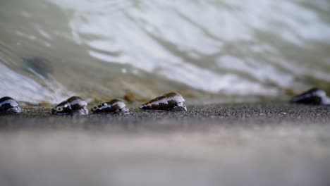 Slow-motion-video-of-river-snails-clinging-and-moving-on-the-river-wall---Subulina-octona,-Sumpil