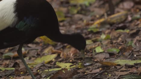 Ground-dwelling-trumpeter-birds-walks-and-pecks-for-food-in-a-tropical-rainforest,-close-up-following-shot
