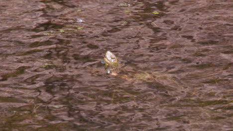 Eine-Wasserschildkröte,-Die-In-Einem-Teich-Auftaucht