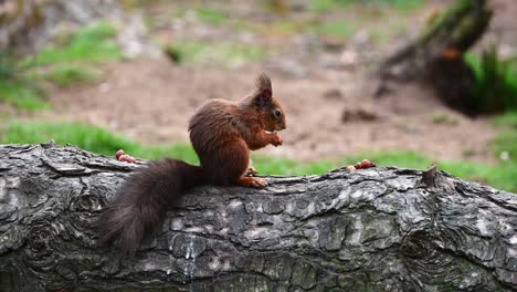 Reifes-Süßes-Rotes-Eichhörnchen,-Das-Nüsse-Auf-Einem-Baumstamm-Im-Wald-Isst
