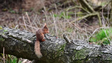 Süßes-Junges-Rotes-Eichhörnchen,-Das-Nüsse-Auf-Einem-Umgestürzten-Baum-Im-Wald-Isst