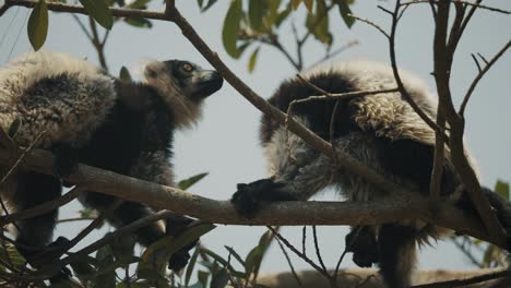 Ein-Paar-Schwarz-weißer-Gekräuselter-Lemuren,-Die-Auf-Dem-Ast-Sitzen