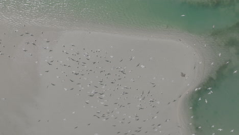 Top-down-aerial-shot-of-birds-on-the-sand-in-a-river-in-Costa-Mesa,-California