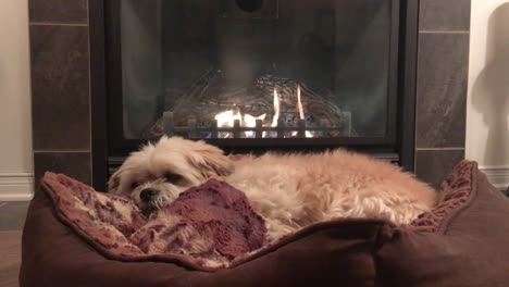 Adorable-small-dog-resting-peacefully-by-the-fireplace