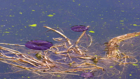 Wasserschildkröten,-Die-Sich-In-Der-Seerose-Verstecken