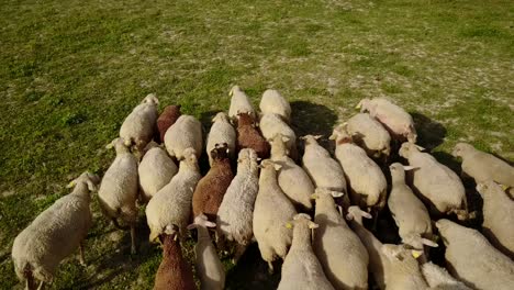 Schafe-In-Einer-Gruppe,-Camargue,-Frankreich