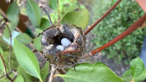 Ein-Kolibri-Nest-Mit-Zwei-Eiern