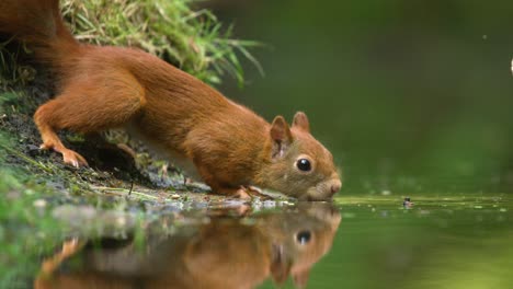 Vorsichtiges-Rötliches-Eichhörnchen,-Das-Die-Kamera-Anschaut,-Während-Es-Wasser-Vom-Teichrand-Trinkt
