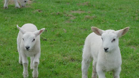 Pretty-white-lambs-in-grassy-field---Twin-Texel-lambs-about-two-weeks-old-in-April
